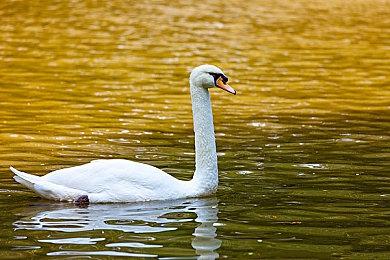 SweetBaby：游戏使用AI 应多关注多元化而非利润